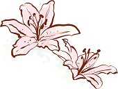 This is an illustration of a lily.