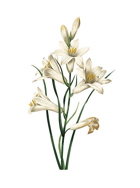 Lily | Redoubt Flower Illustrations High resolution illustration of a lily, isolated on white background. Engraving by Pierre-Joseph Redoute. Published in Choix Des Plus Belles Fleurs, Paris (1827). lily family stock illustrations