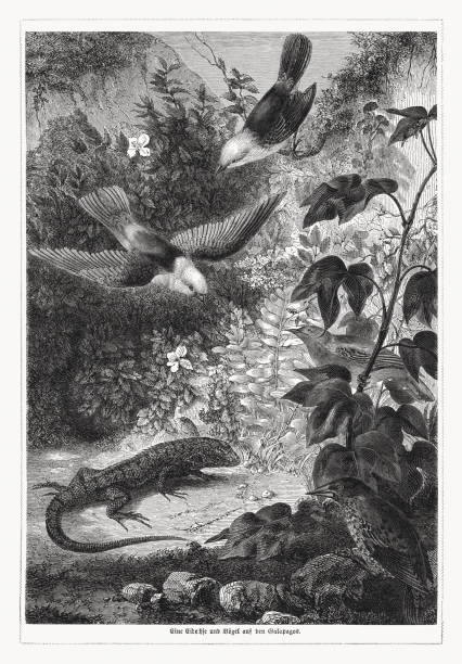 eidechse und vögel in galapagos. holzstich, veröffentlicht 1868 - galápagos stock-grafiken, -clipart, -cartoons und -symbole