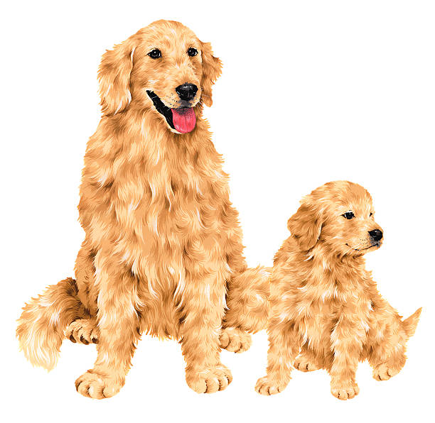 ilustrações de stock, clip art, desenhos animados e ícones de adorável cão - golden retriever