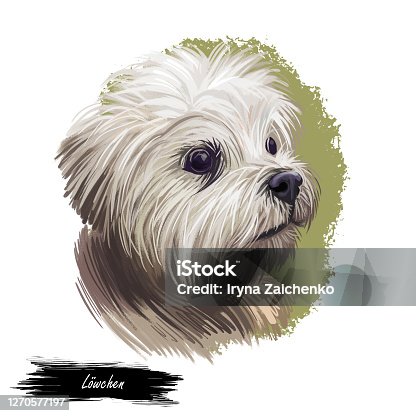 istock Lowchen little lion dog, petit chien toy breed digital art illustration. French canine, pet originated in France with long and wavy coat. Portrait closeup of mammal animal, puppy with white fur. 1270577197