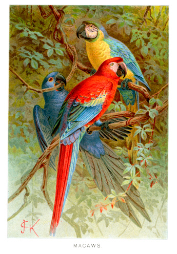 Vintage colour lithograph of  Macaws