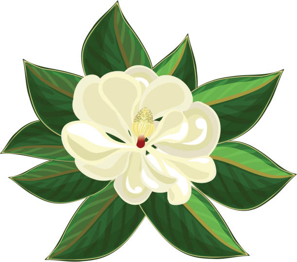 Magnolia blossom vector art illustration