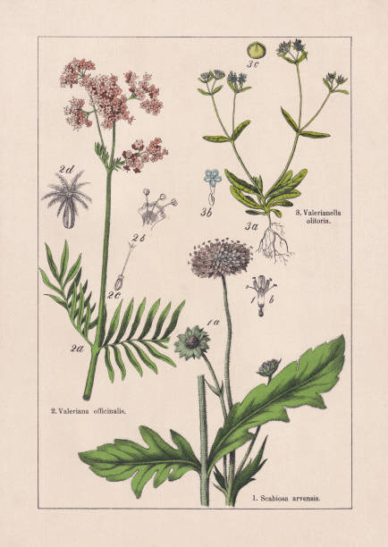 illustrations, cliparts, dessins animés et icônes de magnoliaids, caprifoliaceae, chromolithographe, publié en 1895 - valeriane