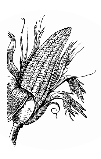 Illustration of a Maize also known as corn, is a cereal grain first domesticated by indigenous peoples in southern Mexico about 10,000 years ago