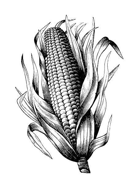 Maize "Antique engraving of a maize, isolated on white. Very high XXXL resolution image scanned at 600 dpi. Original artowrk (public domain) is published in Specimens des divers caract" corn stock illustrations