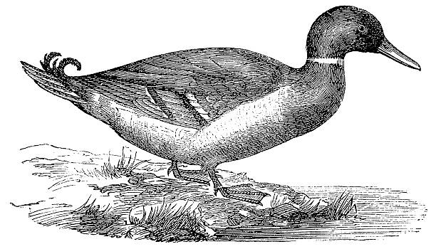 stockillustraties, clipart, cartoons en iconen met mallard or wild duck (anas platyrhynchos) - eend watervogel