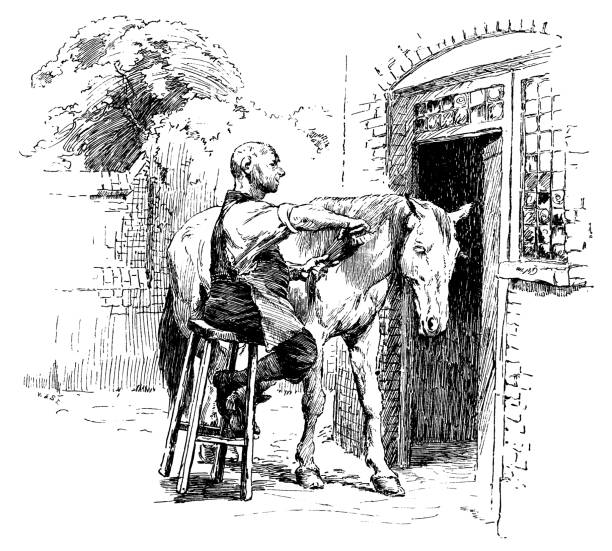 bildbanksillustrationer, clip art samt tecknat material och ikoner med mannen grooming en häst - working stable horses
