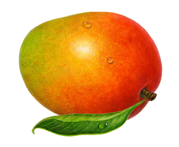Mango and Leaf vector art illustration