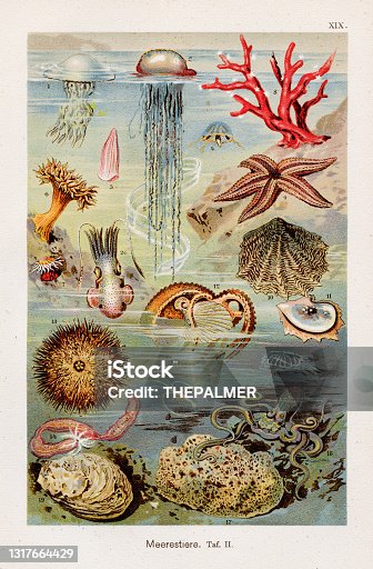 istock Marine life Chromolithography 1899 1317664429