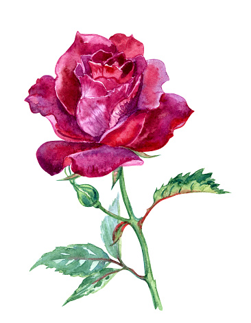 Maroon Rose Watercolor Stock Illustration - Download Image Now - iStock