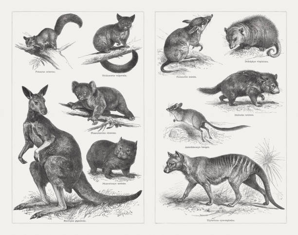 Marsupials, wood engravings, published in 1897 Marsupials: left side: Sugar glider (Petaurus breviceps, or Petaurus sciureus); Brushtail possum (Trichosurus vulpecula); Koala (Phascolarctus cinereus); Wombat (Phascolomys ursinus); Eastern grey kangaroo (Macropus giganteus); right side: Long-nosed bandicoot (Perameles nasuta); Virginia opossum (Didelphis virginiana); Tasmanian Devil (Sarcophilus harrisii, or Diabolus ursinus); Kultarr (Antechinomys laniger); Thylacine (extinct, Thylacinus cynocephalus). Wood engravings, published in 1897. common opossum stock illustrations