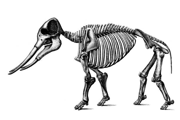 Mastodon angustidens skeleton Illustration of a Mastodon angustidens skeleton mastodon animal stock illustrations