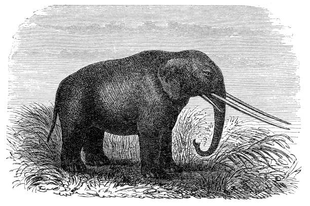Mastodon Illustration of a mastodon mastodon animal stock illustrations