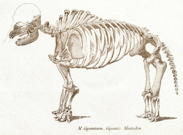 Mastodon skeletons engraving 1803 The Museum of Natural History - the Animal Kingdom (Mammalia) Published by William Mackenzie, 1803 - London mastodon animal stock illustrations