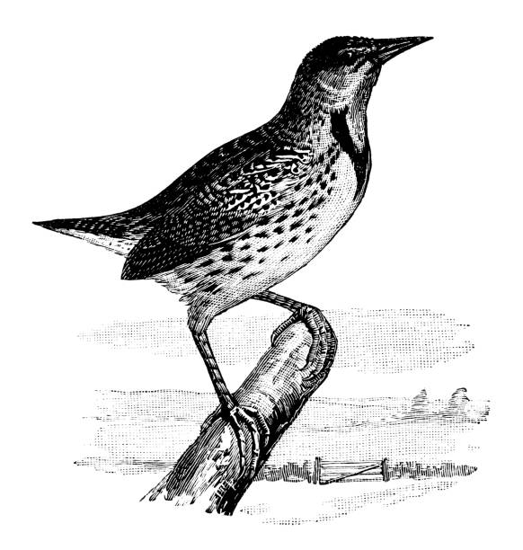 Meadowlark Meadowlark - Scanned 1887 Engraving meadowlark stock illustrations