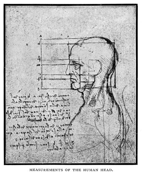 Measurements of the human head by Leonardo Da Vinci Measurements of the human head by Leonardo Da Vinci - Scanned 1898 Engraving leonardo da vinci anatomy stock illustrations