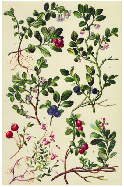 Medicinal and Herbal Plants Antique illustration of a Medicinal and Herbal Plants.  blueberry illustrations stock illustrations