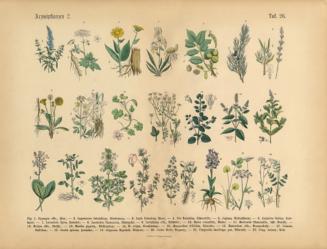 Very Rare, Beautifully Illustrated Antique Engraved Victorian Botanical Illustration of Wildflowers, Medicinal and Herbal Plants: Plate 26, from The Book of Practical Botany in Word and Image (Lehrbuch der praktischen Pflanzenkunde in Wort und Bild), Published in 1886. Copyright has expired on this artwork. Digitally restored.