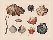 istock Molluscs (Mollusca), hand-colored chromolithograph, published in 1882 1334847046