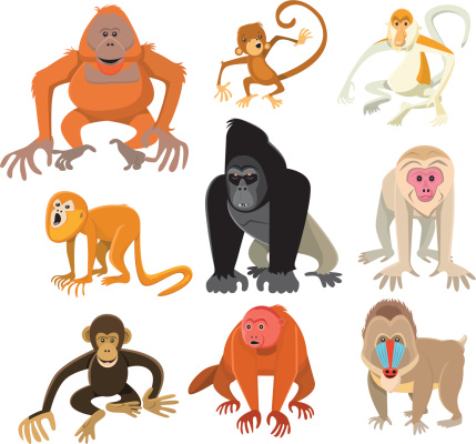 Monkey or Primate Collection