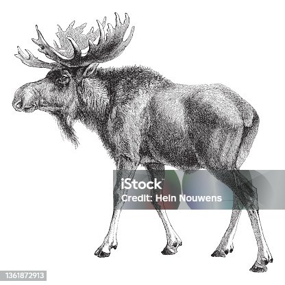 istock Moose (Alces palmatus) - vintage engraved illustration 1361872913