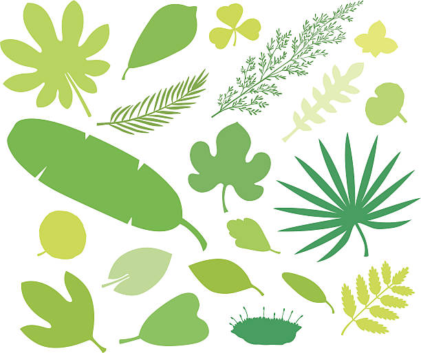 bildbanksillustrationer, clip art samt tecknat material och ikoner med more green leafs vii - moss