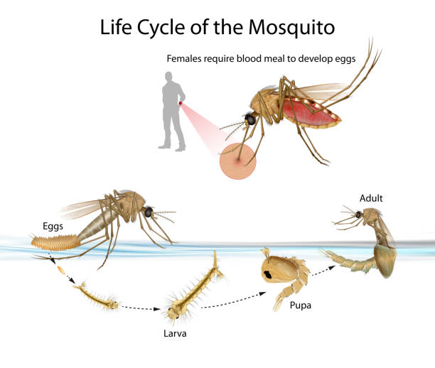 Mosquito go through four distinct stages during their life cycle vector art illustration