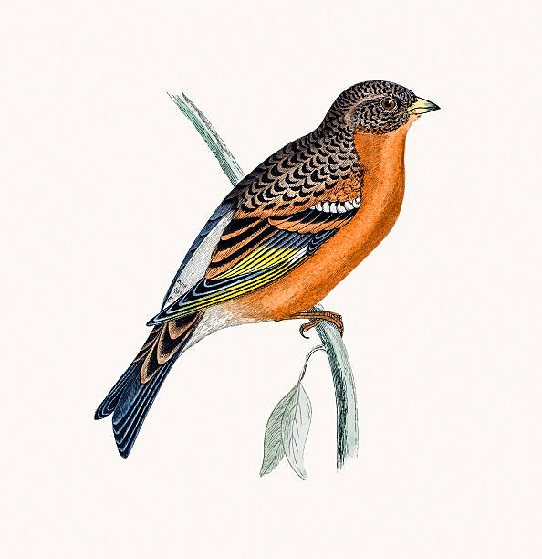 Mountain Finch bird A photograph of an original hand-colored engraving from The History of British Birds by Morris published in 1853-1891. bird drawings stock illustrations