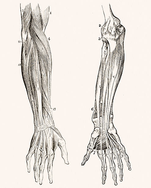 stockillustraties, clipart, cartoons en iconen met muscles of the forearm 19 century medical illustration - arm lichaamsdeel