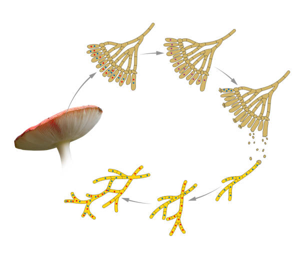 Mushroom life cycle vector art illustration