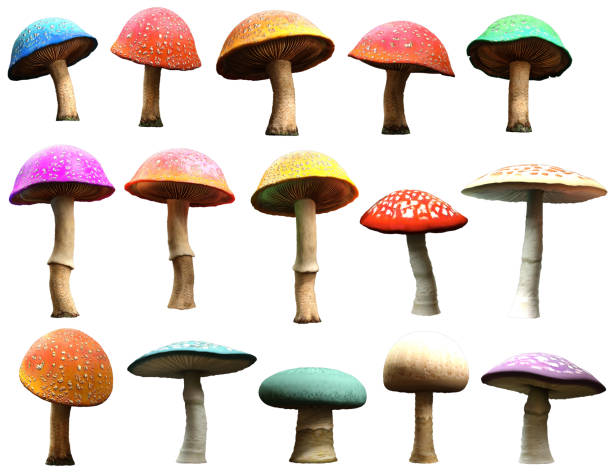 Mushrooms vector art illustration