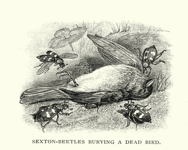 Natural history - Bettles - Sexton beetle Vintage engraving of Burying beetles or sexton beetles (genus Nicrophorus) burying a dead bird carrion stock illustrations