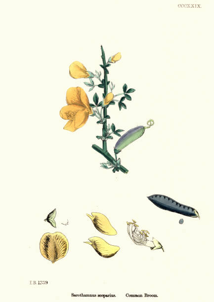 Natural History - Botany - Cytisus scoparius Common Broom Vintage engraving of Cytisus scoparius the common broom or Scotch broom, syn. Sarothamnus scoparius, is a perennial leguminous shrub native to western and central Europe scotch broom stock illustrations