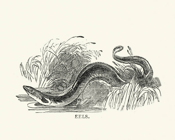 자연의 역사-물고기-장 어 - 전기뱀장어 stock illustrations
