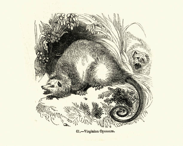 Natural history, Virginia opossum (Didelphis virginiana) Vintage engraving of a Virginia opossum (Didelphis virginiana) commonly known as the North American opossum, is the only marsupial found north of Mexico. In the United States, it is typically referred to simply as a possum. virginia opossum stock illustrations