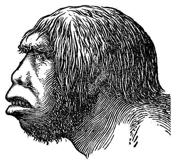 neanderthaler head/antik wissenschaftliche illustrationen - neandertaler stock-grafiken, -clipart, -cartoons und -symbole