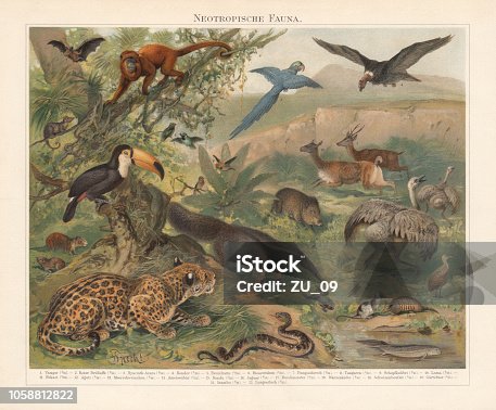 istock Neotropical realm (wildlife of Central and South America), published 1897 1058812822