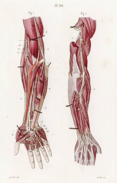 stockillustraties, clipart, cartoons en iconen met zenuwen bovenste ledematen anatomie gravure 1886 - arm lichaamsdeel