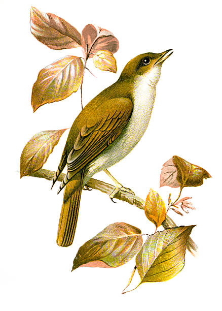Nightingale Chromolithograph Nightingale Chromolithograph bird illustrations stock illustrations
