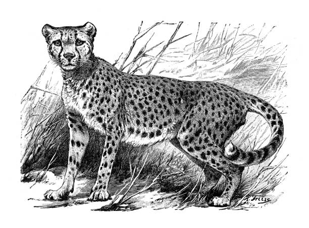 Northwest African cheetah felis jubata drawing 1898 vector art illustration