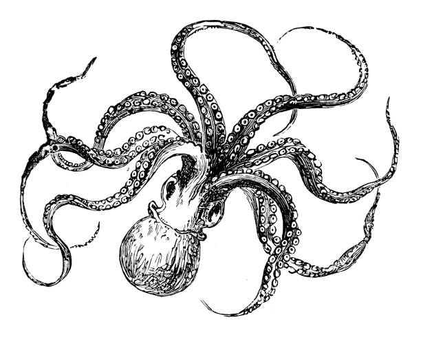 Octopus Octopus - Scanned 1880 Engraving 19th century illustrations stock illustrations