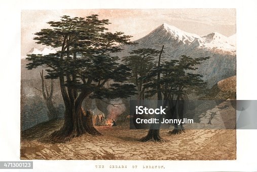 istock Old ninteenth century print Cedar trees in Lebanon 471300123