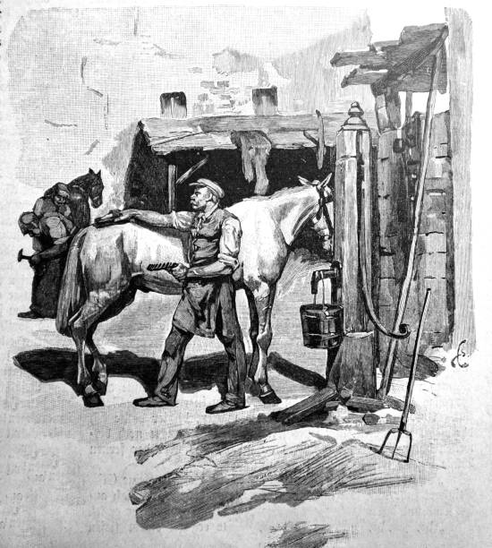 bildbanksillustrationer, clip art samt tecknat material och ikoner med äldre man med mustasch rengör hästen i en stabil-1896 - working stable horses
