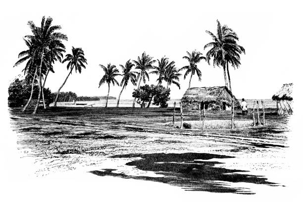 na wyspie lifuka w grupie ha'apai archipelagu tonga - tonga stock illustrations