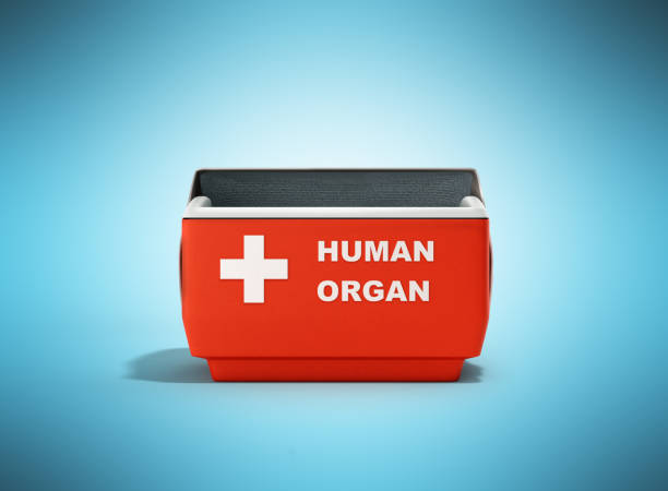 open human organ refrigerator box red 3d render on blue open human organ refrigerator box red 3d render on blue chest freezer stock illustrations