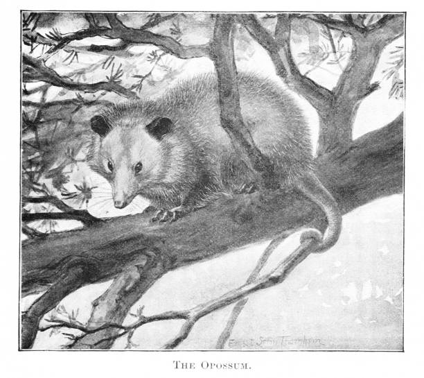 Opossum Virginia Opossum in natural environment. Illustration by a famous Naturalist artist, Ernest Seton Thompson,  published 1898 book about animals in North America. Source: Original edition is from my own archives. Copyright has expired and is in Public Domain. virginia opossum stock illustrations
