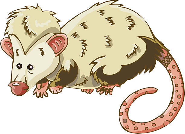 opossum vector illustration of an opossum common opossum stock illustrations