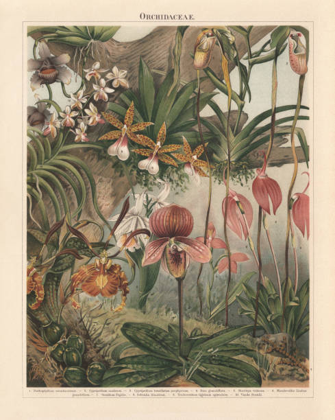 Orchids (Orchidaceae), chromolithograph, published in 1897 Orchids (Orchidaceae): 1) Red Bead Orchid (Bulbophyllum minutissimum, or Oncophyllum minutissimum); 2) Mandarin Orchid (Cypripedium caudatum, or Phragmipedium caudatum); 3) Cypripedium tessellatum porphyreum; 4) Red disa (Disa grandiflora, or Disa uniflora); 5) Huntleya violacea; 6) Masdevallia Lindeni grandiflora, or Masdevallia coccinea; 7) Oncidium Papilio, or Psychopsis papilio; 8) Sobralia liliastrum; 9) Trichocentron trigrinum splendens, or Trichocentrum tigrinum; 10) Vanda boxalli, Vanda lamellata var.boxalii. Chromolithograph, published in 1897. botany illustrations stock illustrations