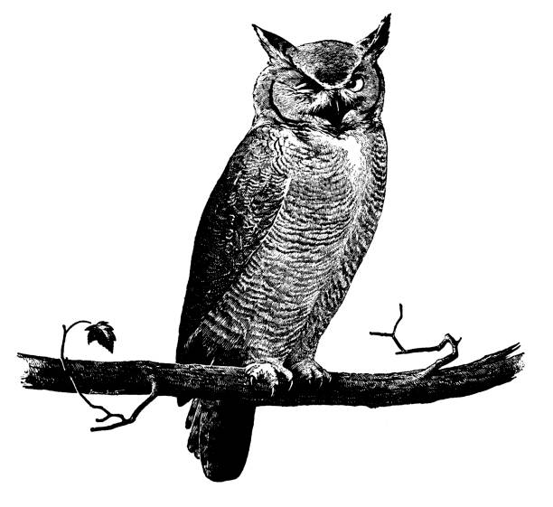 Best Black And White Owl Illustrations, Royalty-Free ...